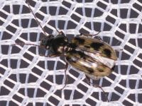 bembidion