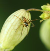 Tenuiphantes tenuis